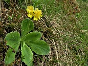 31 Primula auricula (Primula orecchia d'orso)